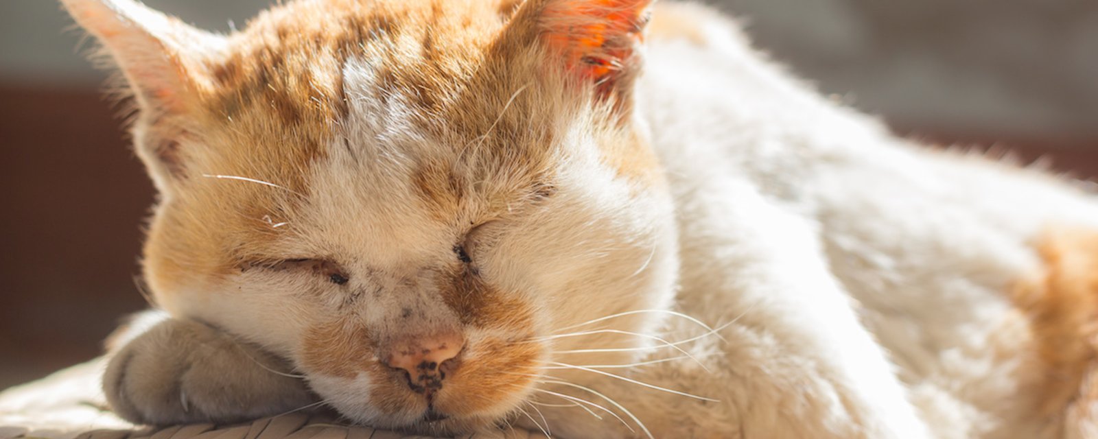 9 signes indiquant qu'un chat est en fin de vie