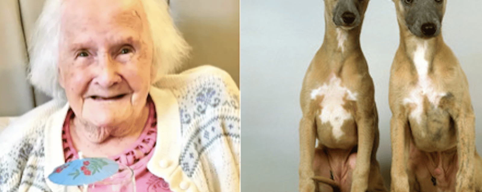 Une femme de 108 ans affirme que le secret d'une longue vie est d'avoir des chiens et non des enfants