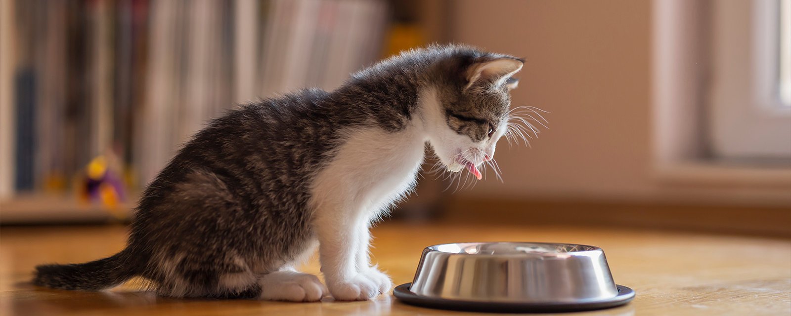 Bien nourrir votre chaton : les clés d'une alimentation équilibrée