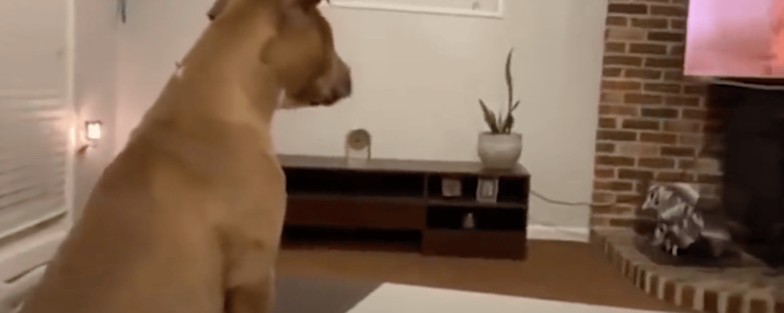 En vidéo: une chienne a le coeur brisé devant un dessin animé