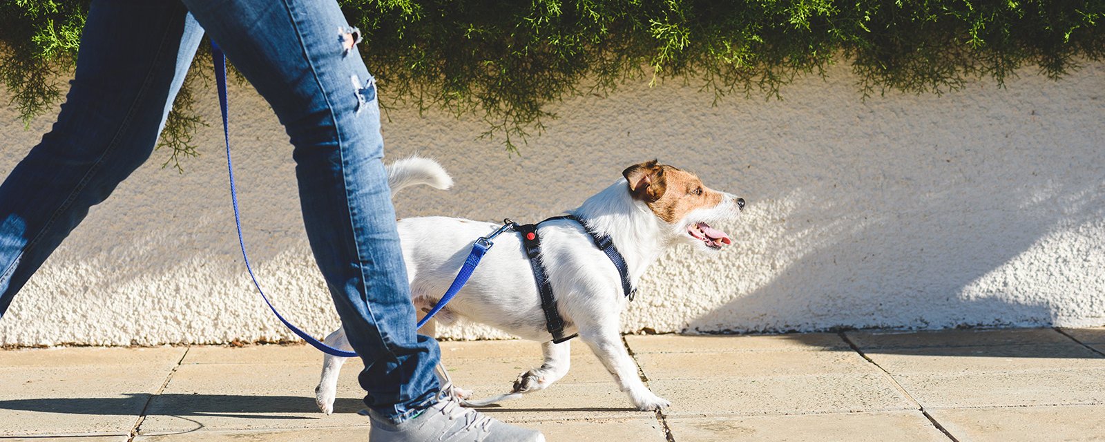 Les avantages de promener votre chien régulièrement