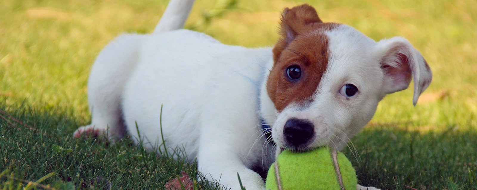 Pourquoi il ne faut pas donner de balles de tennis à un chien
