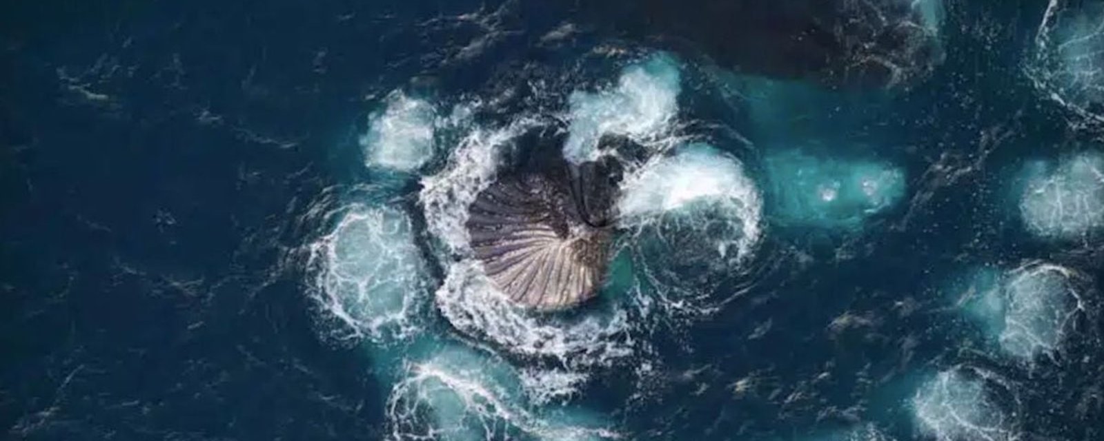 Un photographe a immortalisé des baleines qui ont formé une spirale de Fibonacci