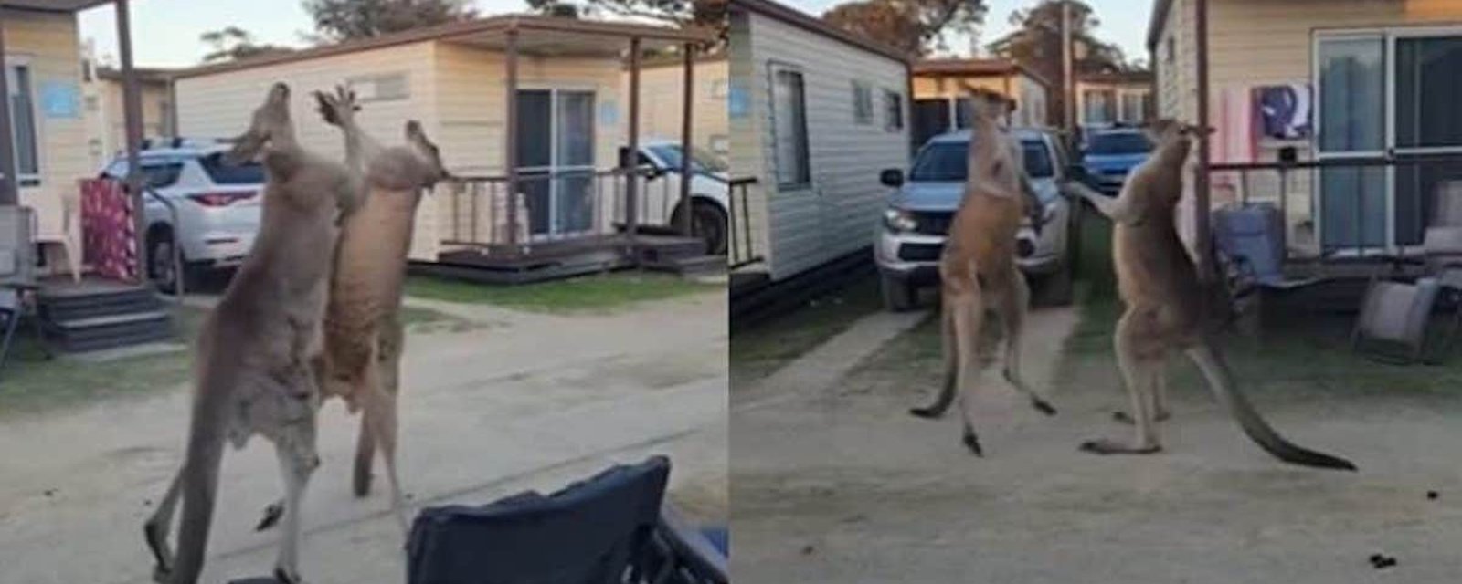 Vidéo: un combat de boxe dans la rue... entre deux kangourous!