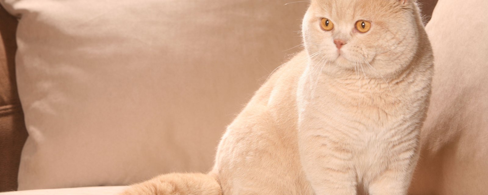 Comment éliminer l’odeur d’urine d’un chat sur un meuble