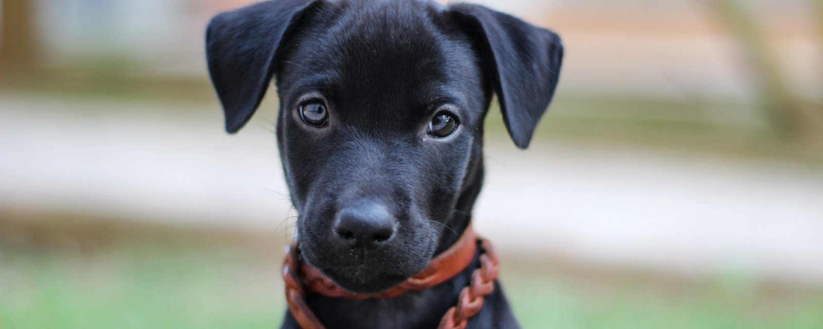 Une étude nous apprend que les chiens peuvent haïr les gens qui traitent mal leur famille