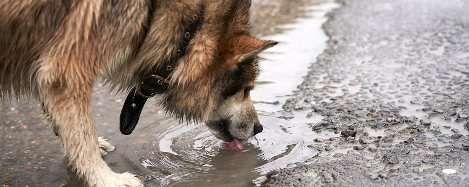 Voici  pourquoi vous ne devez jamais laisser votre chien boire dans une flaque d'eau