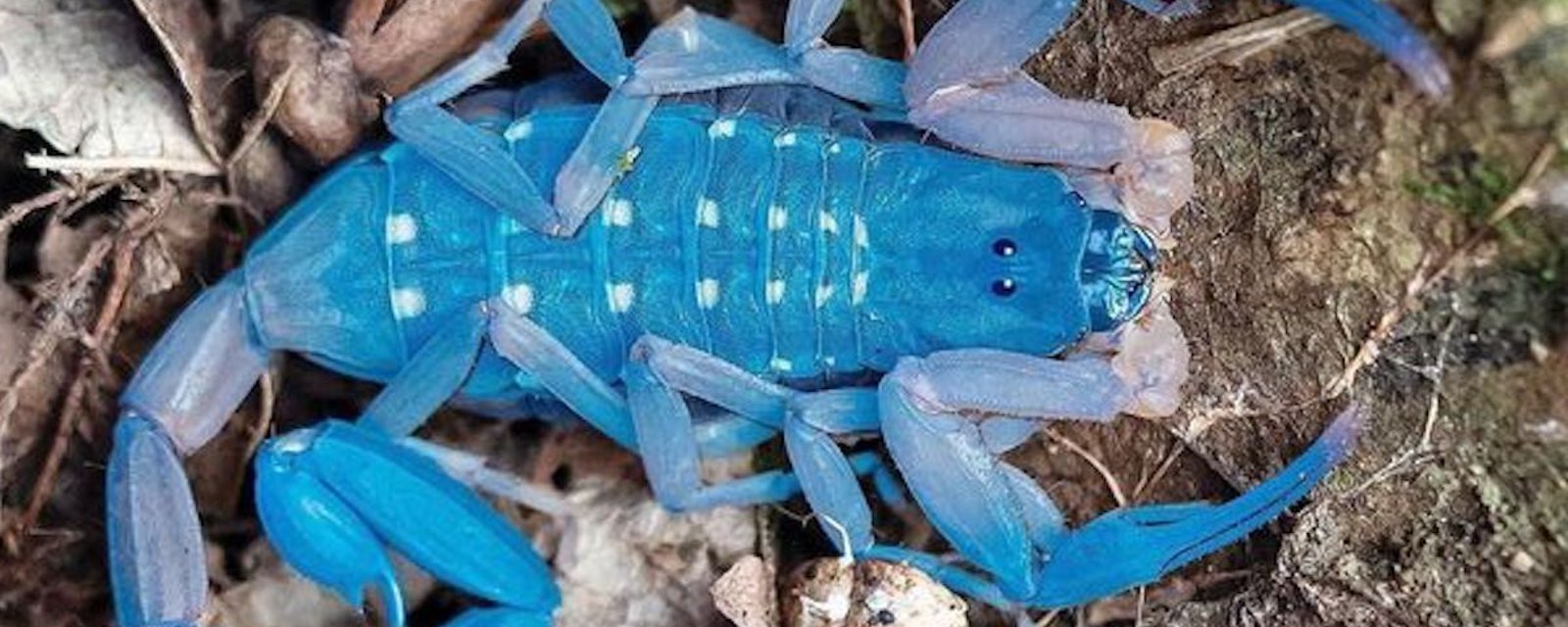 Le Scorpion bleu: une autre surprise de la nature