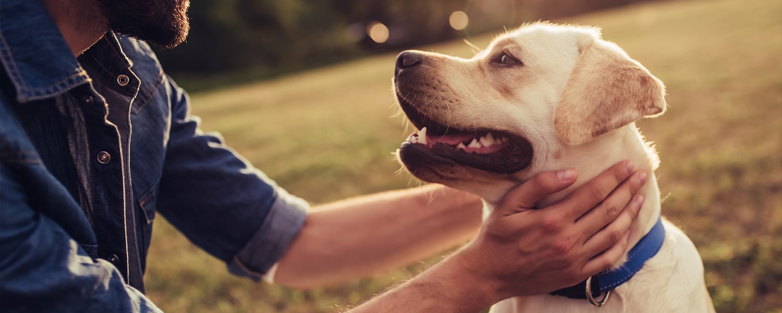 10 Choses que vous ne saviez pas sur votre chien