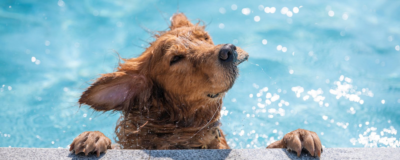 On vous déconseille de laisser votre chien se baigner dans la piscine et voici pourquoi