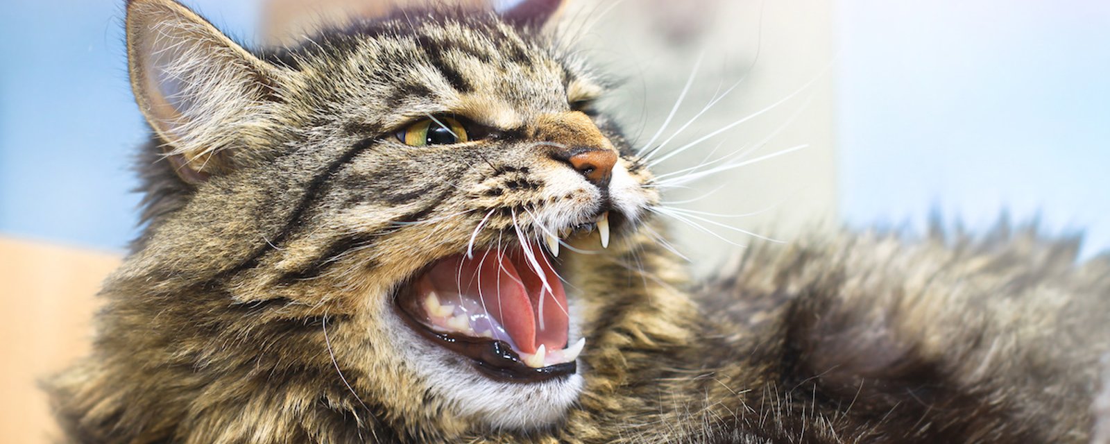 Qu’est-ce que le « syndrome du tigre » chez le chat?