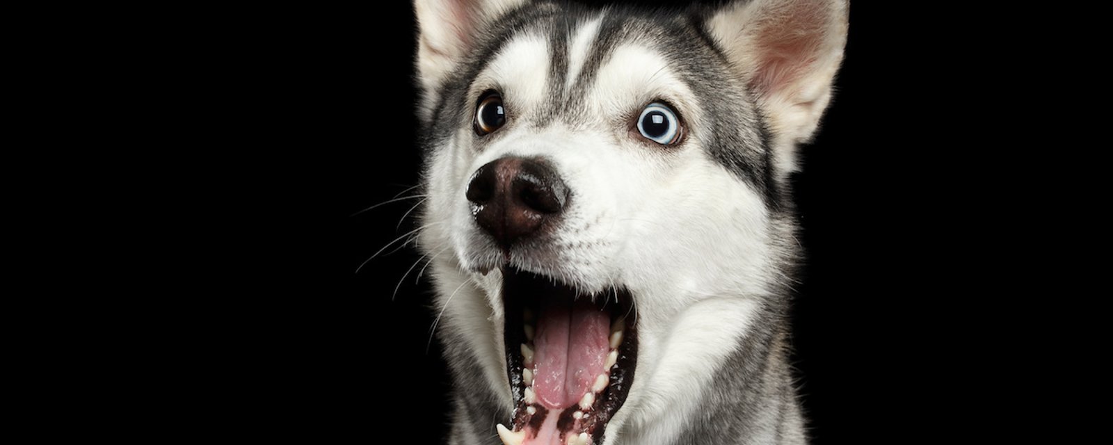 7 astuces contre la mauvaise haleine de votre chien