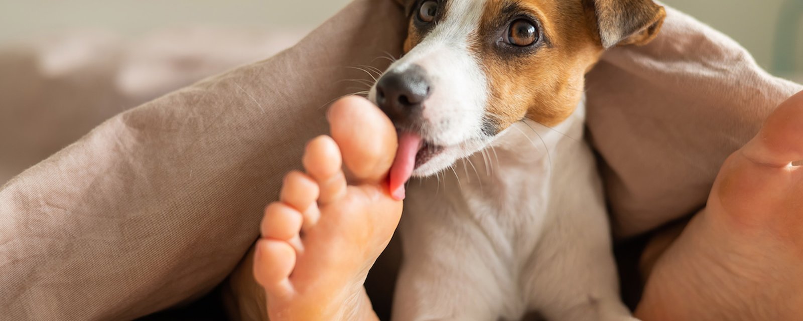 5 raisons qui expliquent pourquoi votre chien aime vous lécher les pieds Pas Bêtes Du Tout
