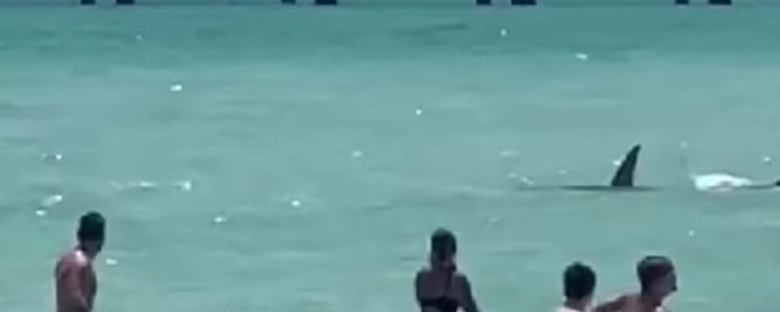 Vidéo: Un requin donne la frousse à plusieurs personnes en nageant au milieu des baigneurs