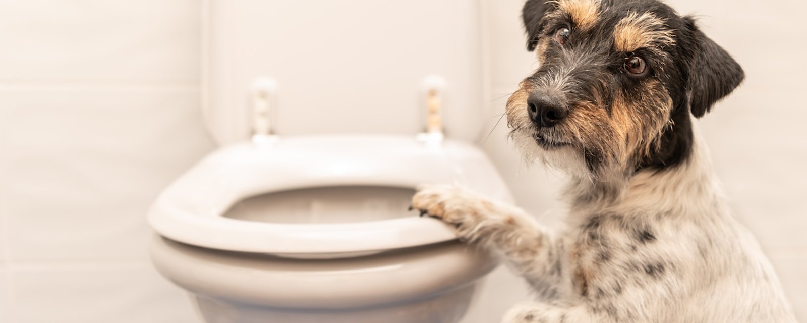 10 raisons pour lesquelles votre chien vous suit aux toilettes