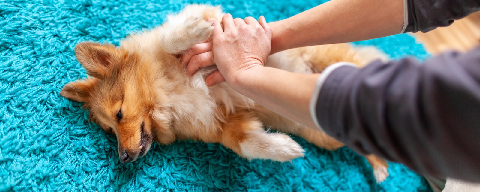 Les gestes qui pourraient sauver la vie de votre animal