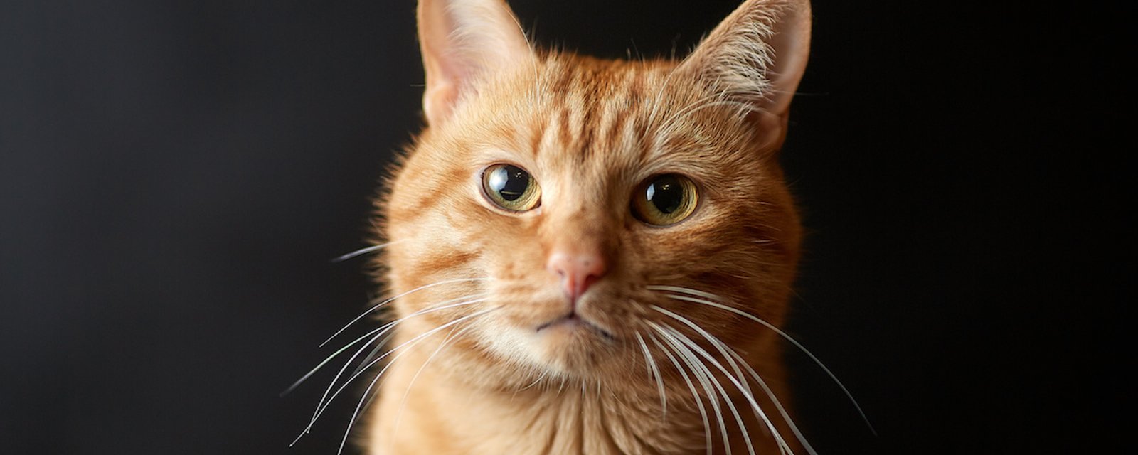 La science démontre que les humains ne sont pas doués pour décrypter les expression faciales des chats
