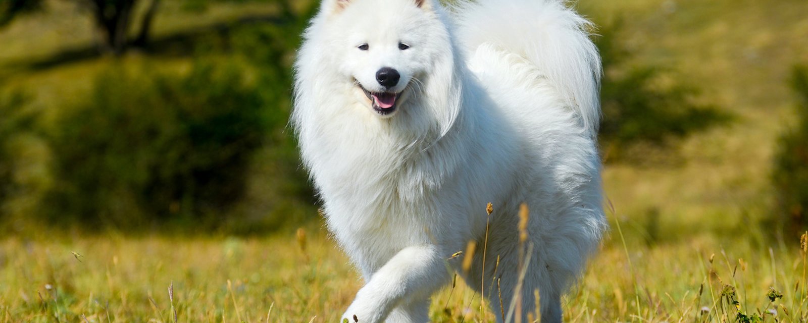 7 races de chiens parmi les plus belles du monde