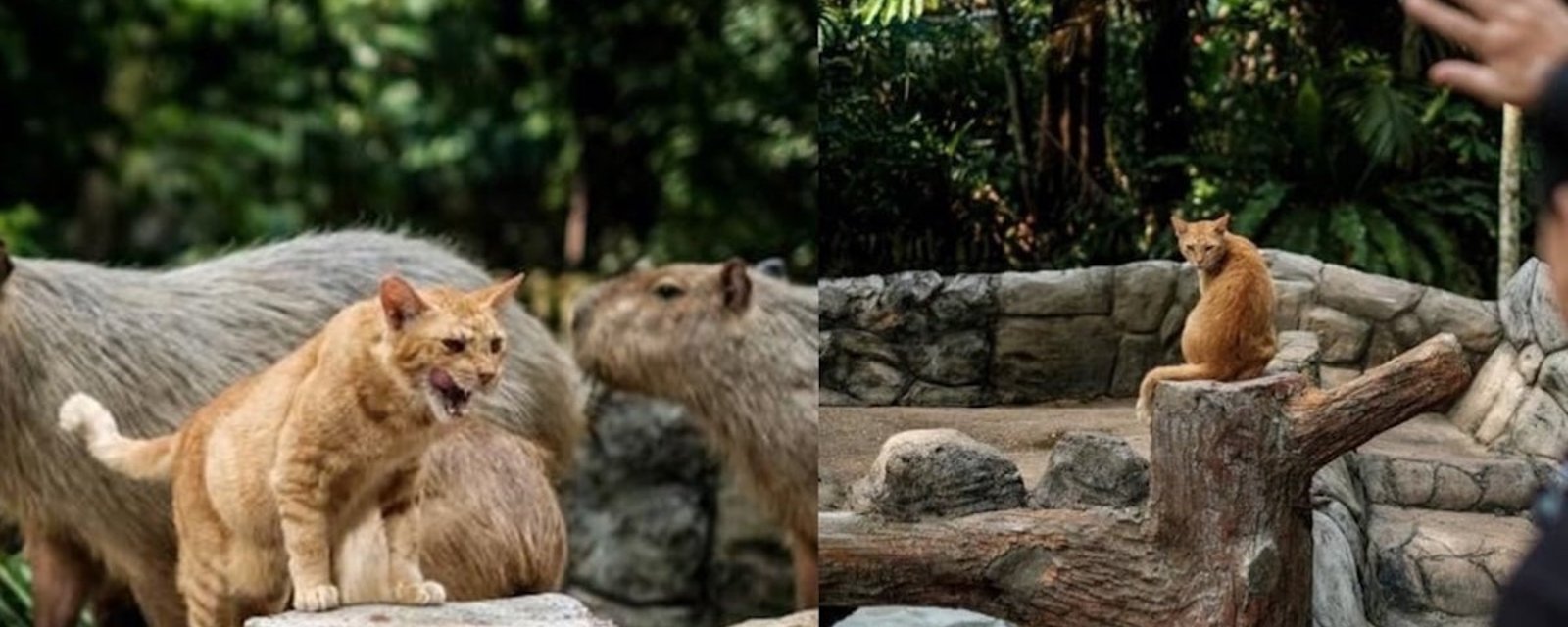Un chat abandonné s’est trouvé une famille étrange, dans un zoo!