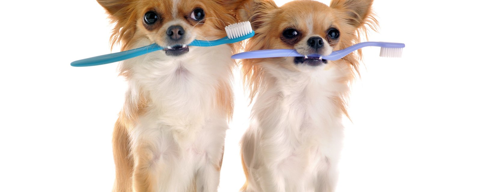 Comment faire du dentifrice pour chiens maison