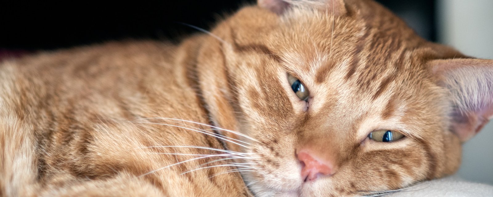 Si votre chat cligne lentement des yeux en vous regardant, c’est une bonne nouvelle!