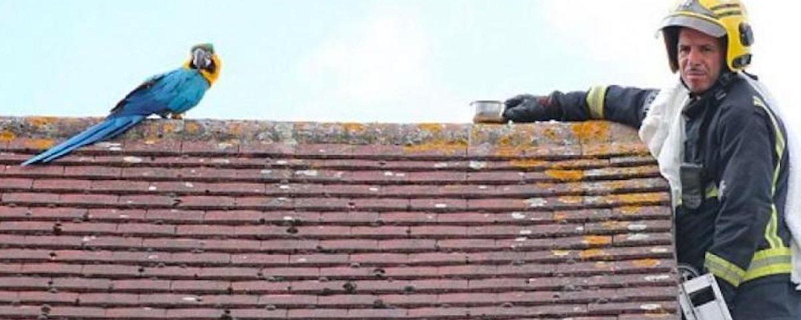 Un perroquet coincé sur un toit insulte les pompiers venus à son secours