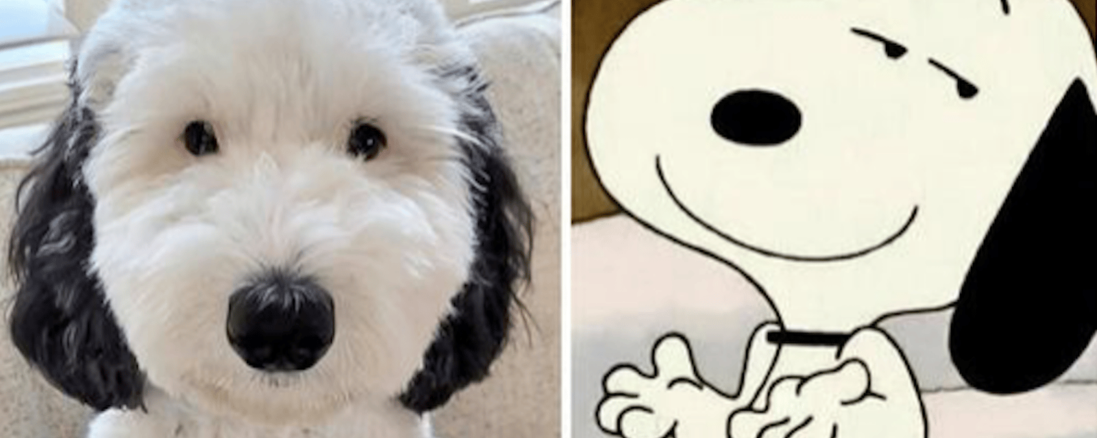 Faites connaissance avec le sosie de Snoopy