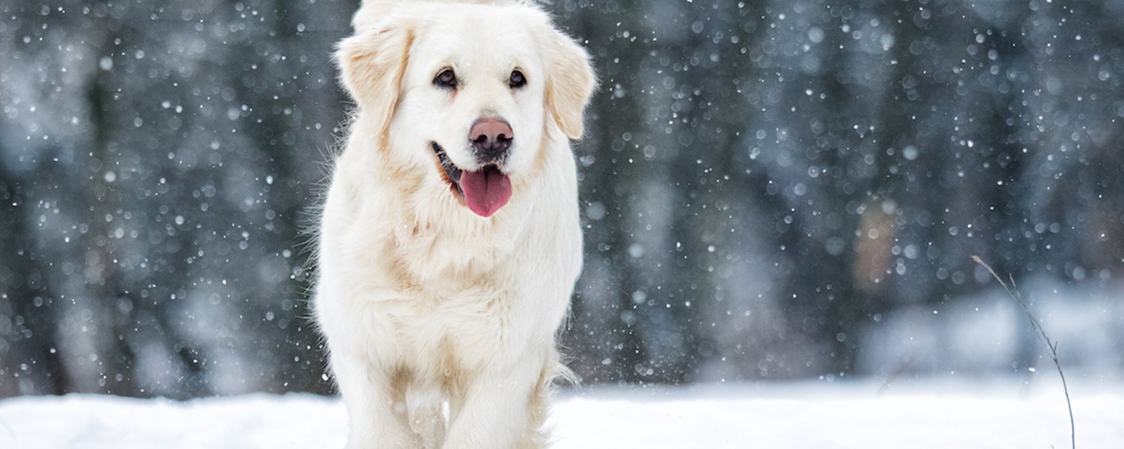 10 races de chiens qui adorent la neige et le froid