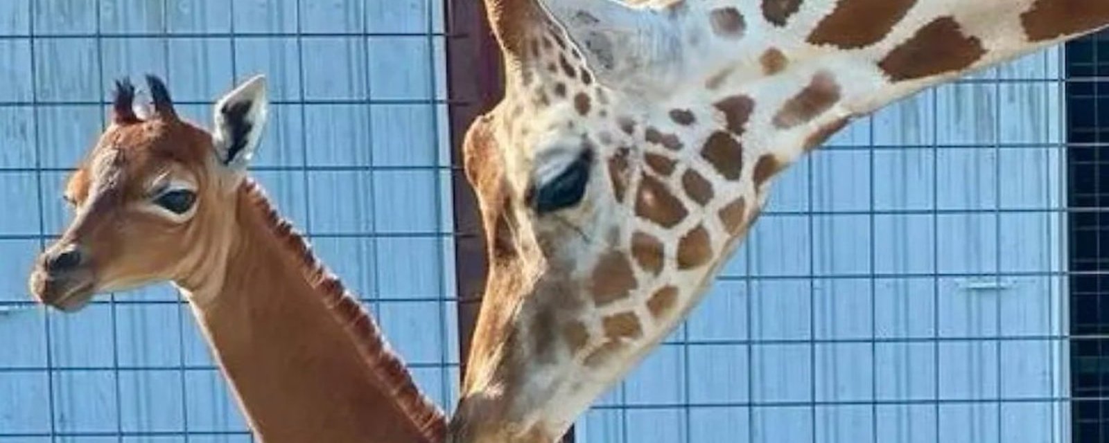 Première mondiale: une girafe est née sans taches