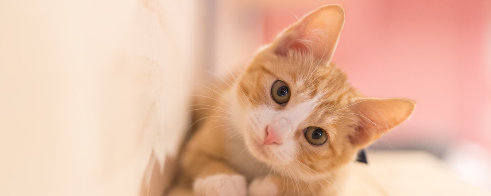 12 comportements fréquents des chats expliqués