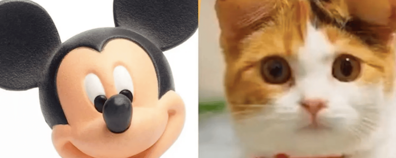 Une nouvelle mode cruelle en Chine: les oreilles de Mickey pour les chats et les chiens