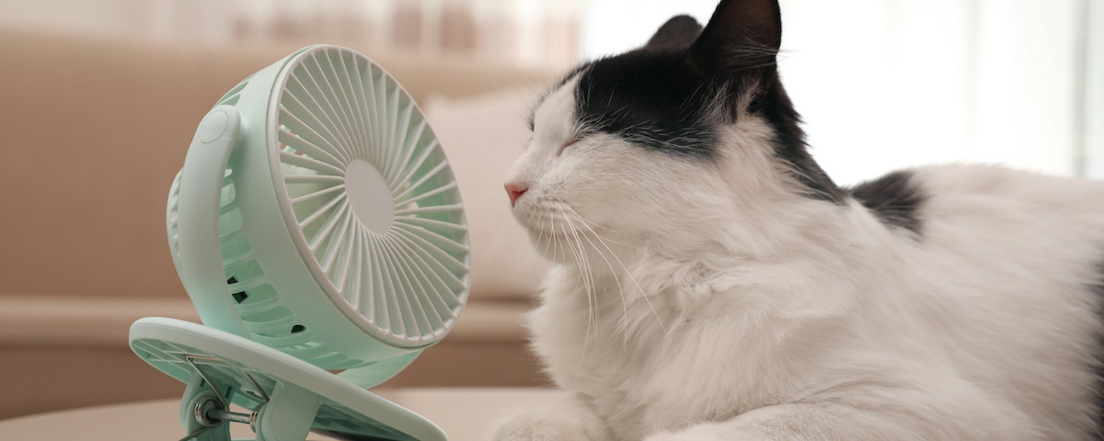 10 façons de rafraîchir votre chat lors des grandes chaleurs