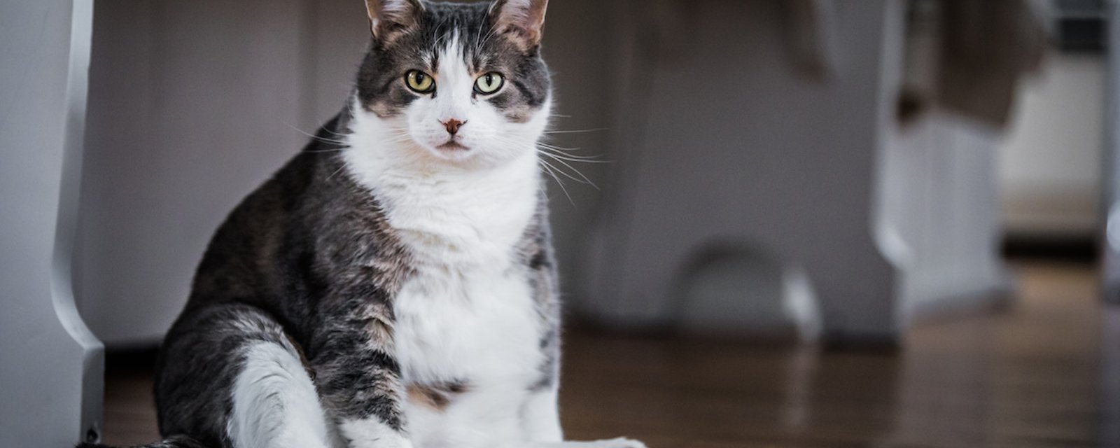 3 façons d'aider un chat en surpoids à maigrir