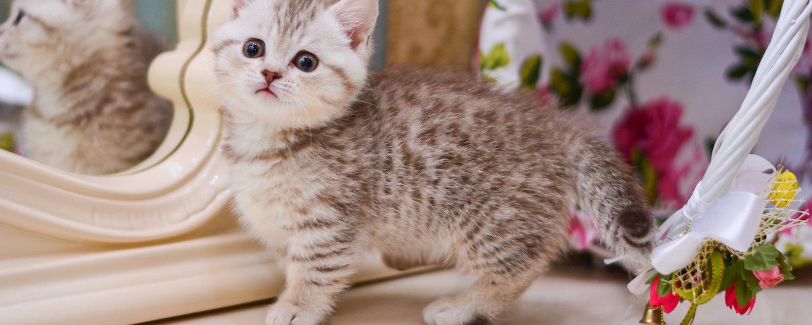 5 races de chats parmi les plus petits du monde