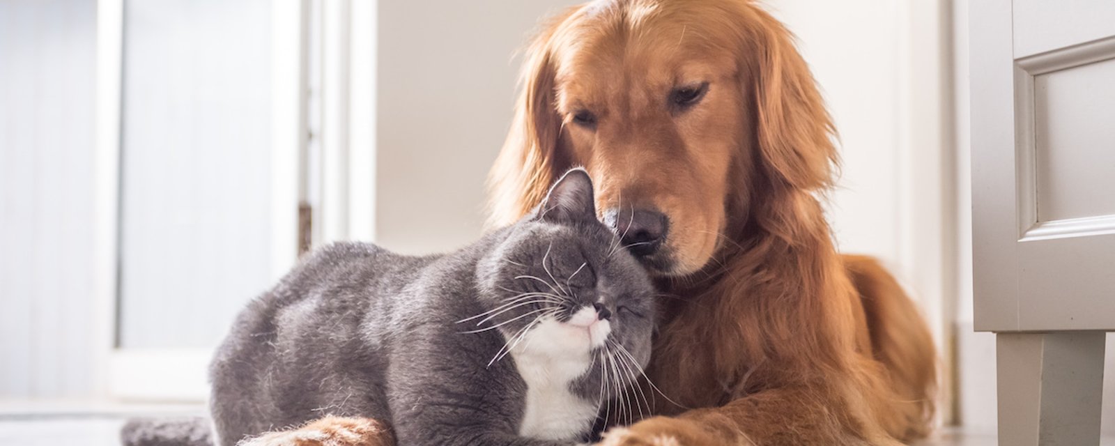Entente entre chien et chat: 5 conseils pour une cohabitation harmonieuse
