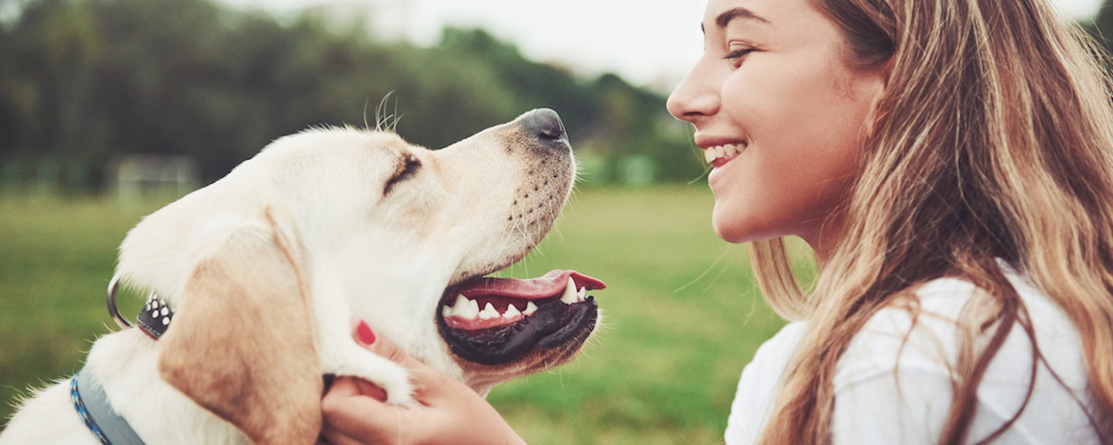 15 signes qui montrent que votre chien vous aime