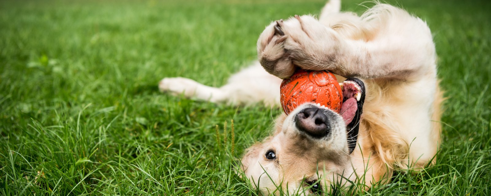 Les 17 meilleurs jouets pour chiens pour « mâcheurs agressifs » de 2024