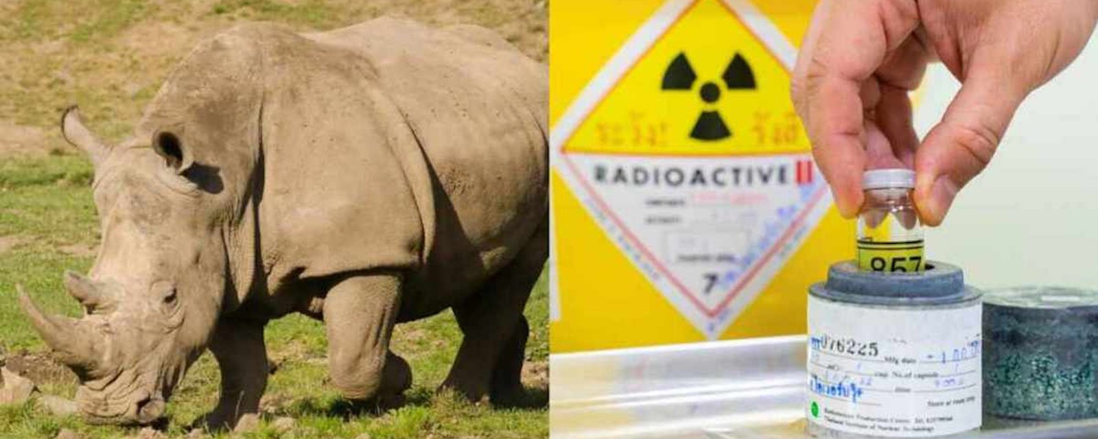 L'Afrique du Sud protège les rhinocéros en injectant des matières radioactives dans leurs cornes 