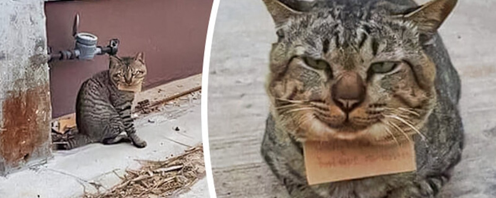 Un chat disparait pendant 3 jours et revient avec un message à son cou