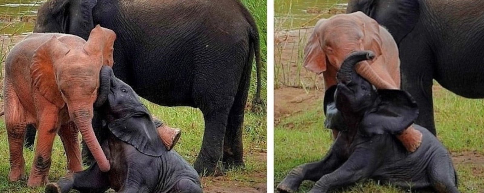 Un photographe a immortalisé un rare éléphant rose
