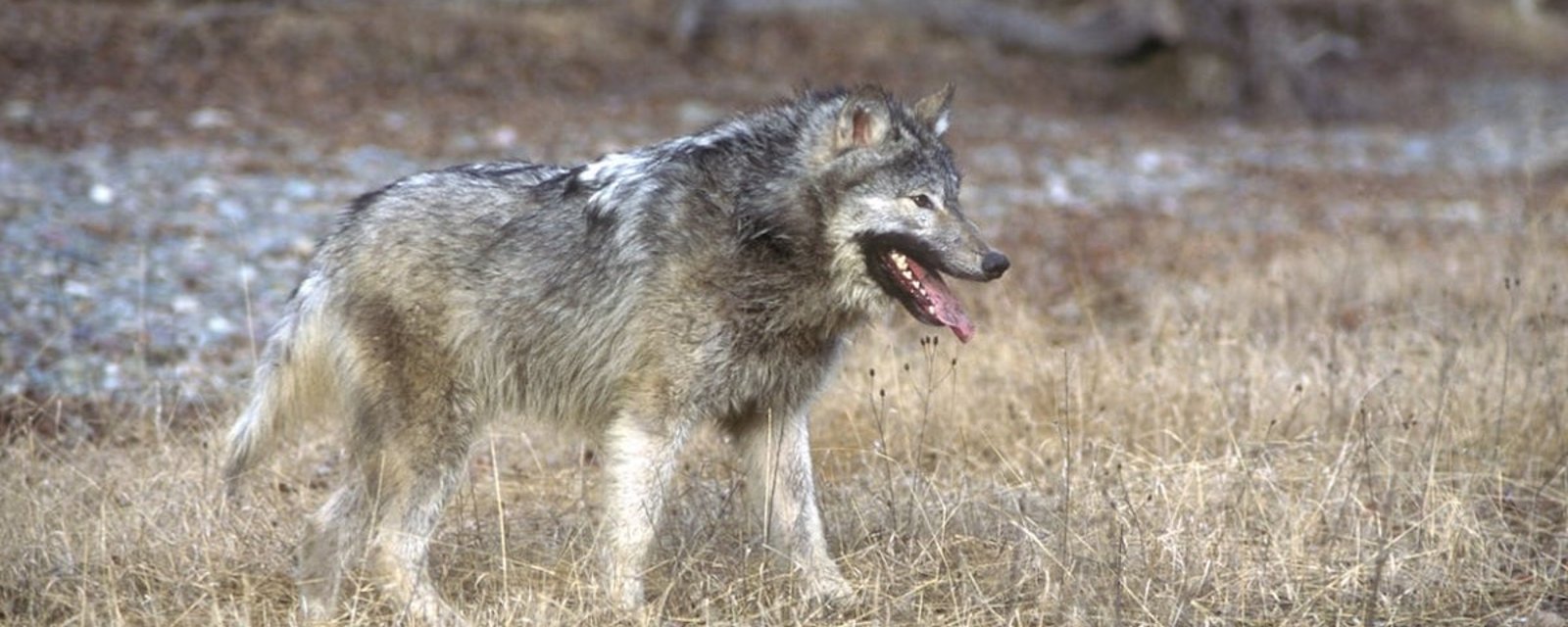 Mutation: les loups de Tchernobyl ont développé une meilleure résistance au cancer