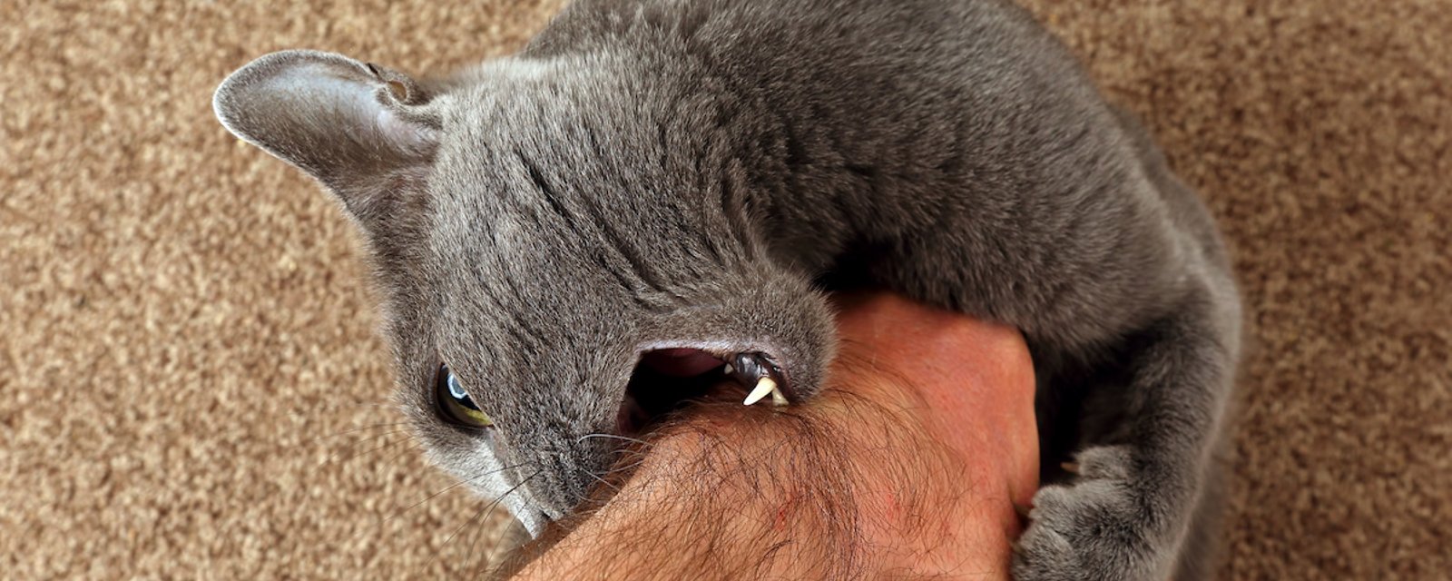 Mordu par un chat, il attrape une bactérie inconnue jusqu’alors Pas Bêtes Du Tout