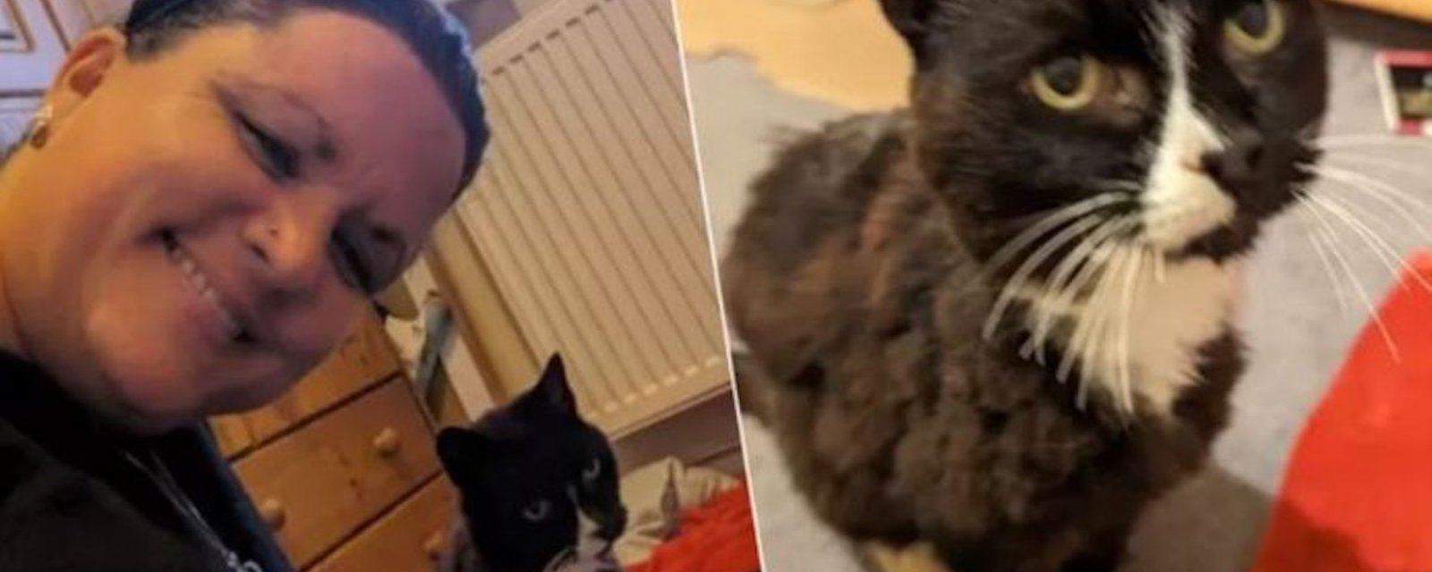 Après 11 ans, une femme retrouve sa chatte