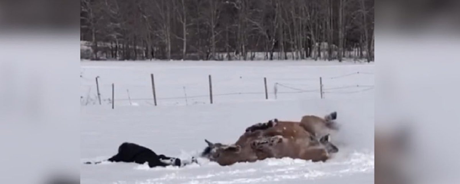 Deux chevaux qui s'amusent dans la neige, deux réactions différentes!