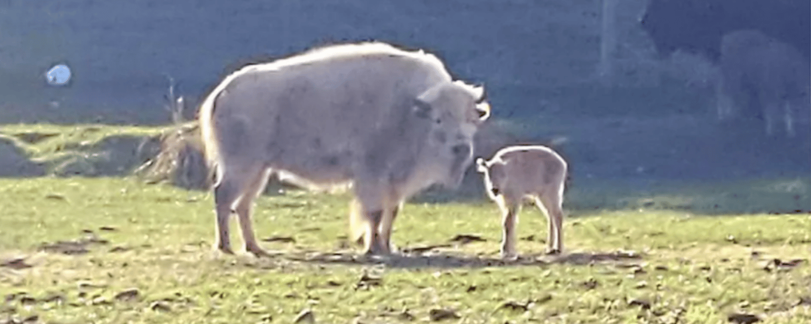 Un rare bison blanc est né dans un parc naturel