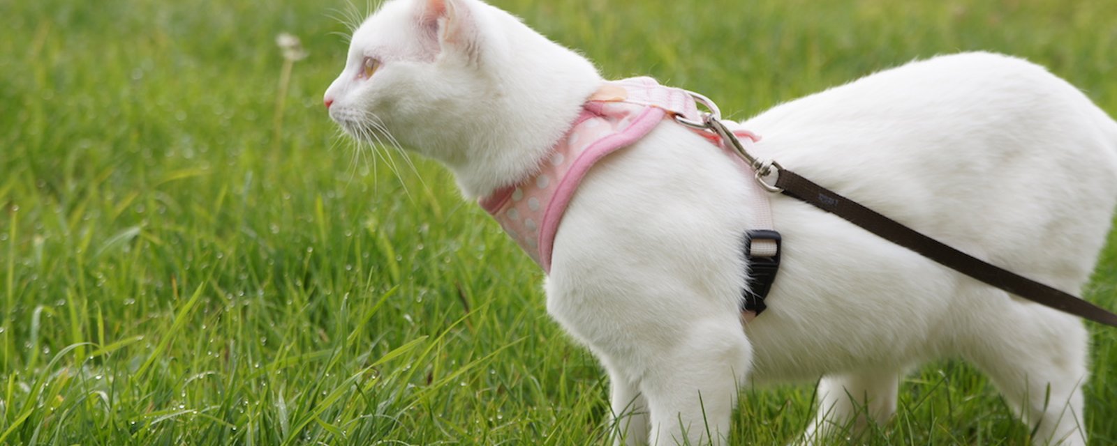 7 étapes pour apprendre à son chat à se promener en laisse