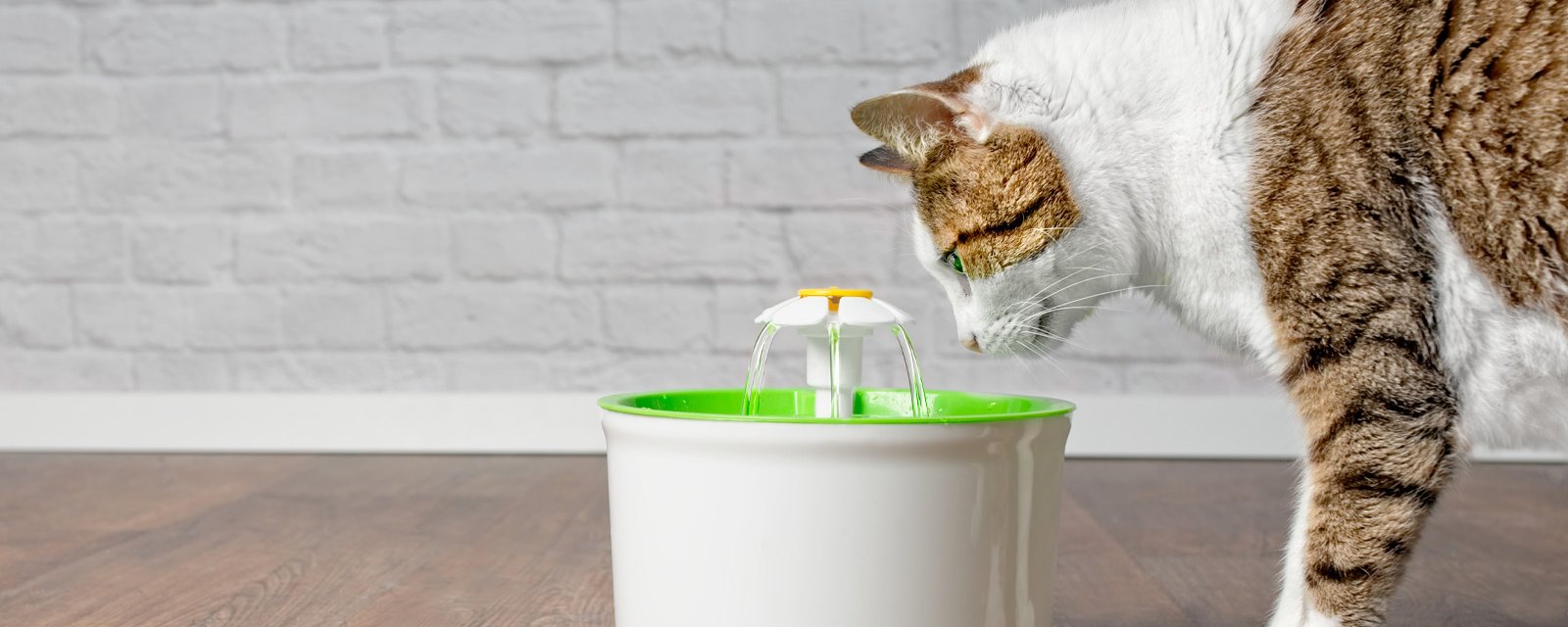 L'importance de l'eau pour la santé de votre chat