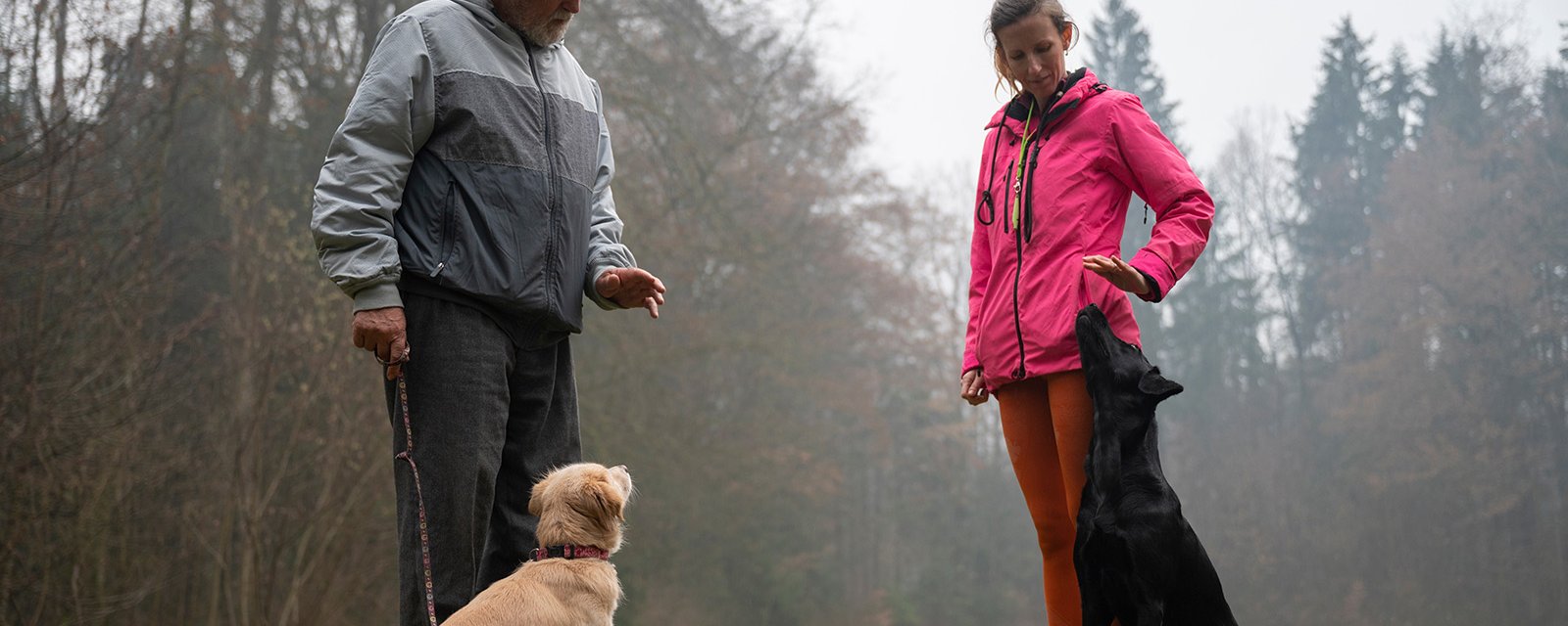 Comment éduquer votre chien pour qu'il arrête de sauter sur les gens