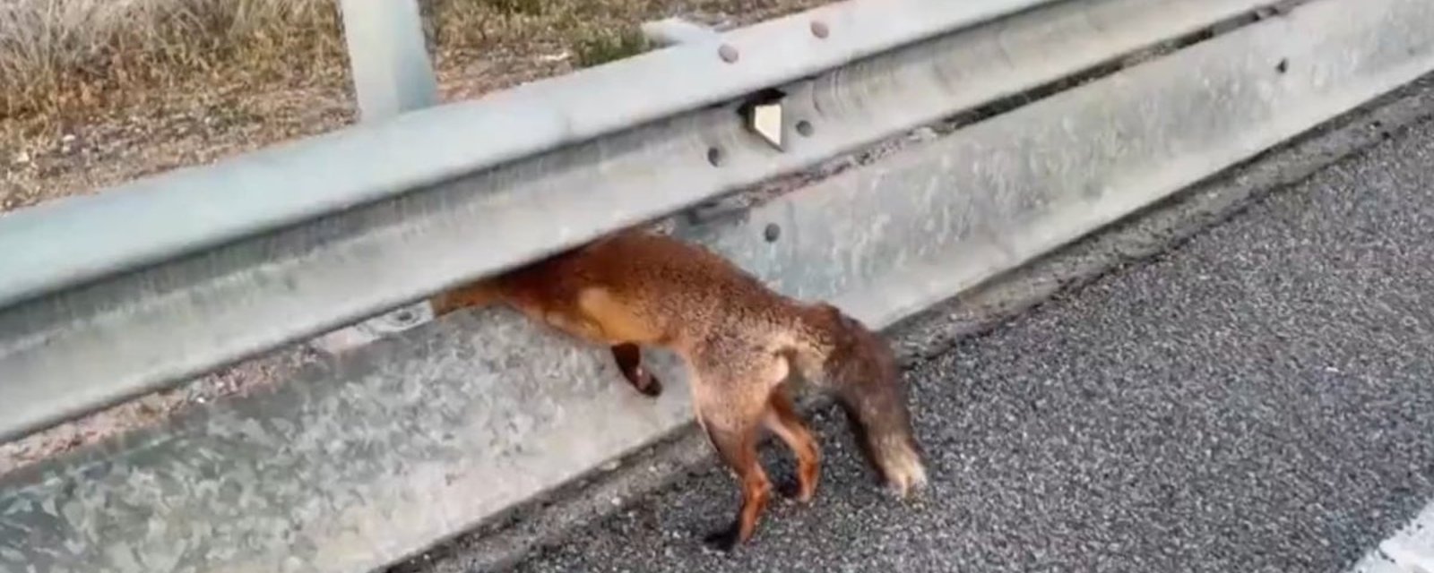 Un renard se coince la tête sur l'autoroute et la vidéo de son sauvetage devient virale