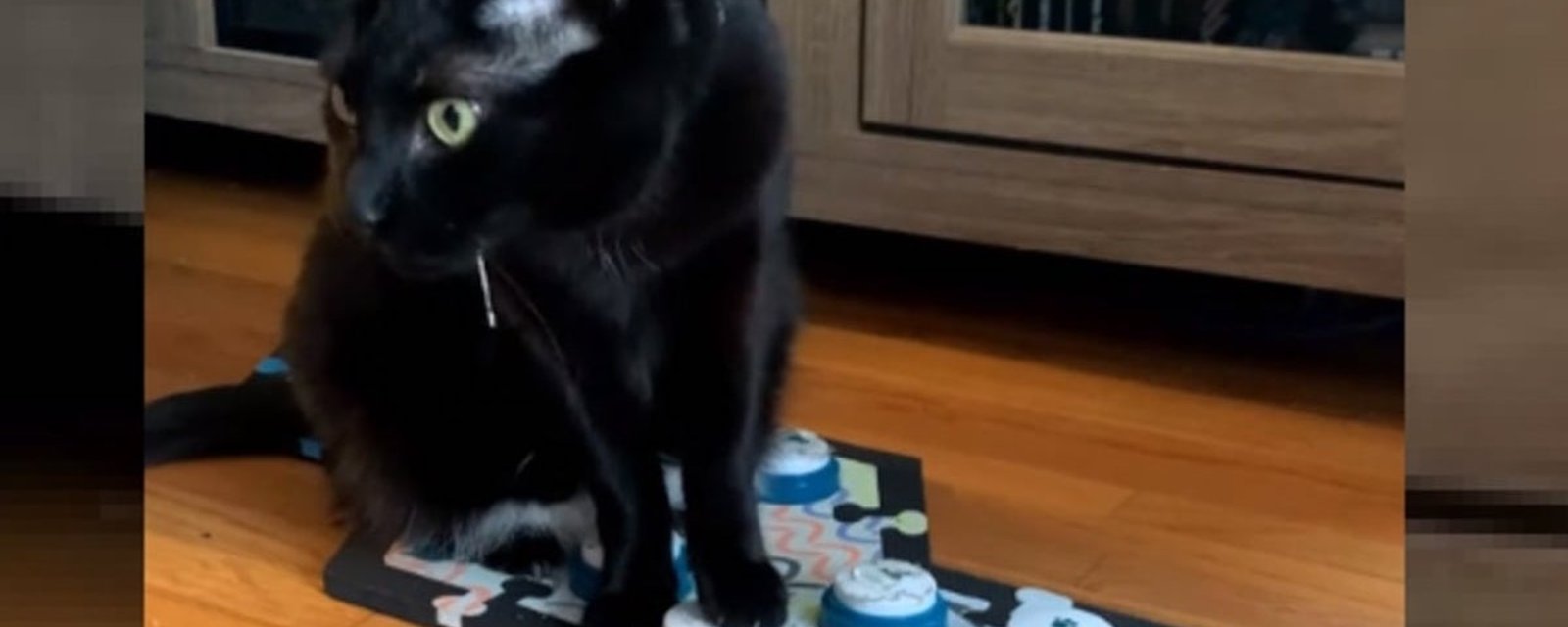 Une femme qui a appris à son chat à communiquer avec un appareil regrette maintenant son initiative